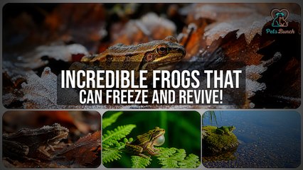 The Frog That Freezes Solid and Comes Back to Life