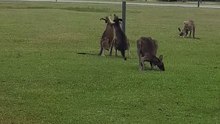 Kangaroo playing