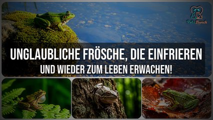 Diese Frösche frieren komplett ein – und erwachen wieder zum Leben!