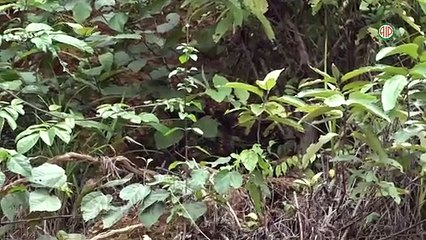 Région – Aboisso /  Noé : un poteau électrique menace de s’effondrer après des éboulements successifs