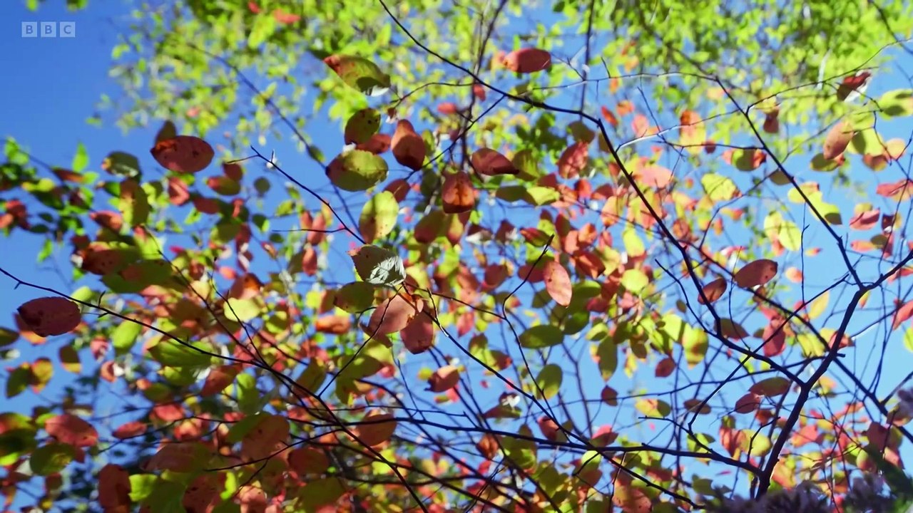 How to plant a shrub