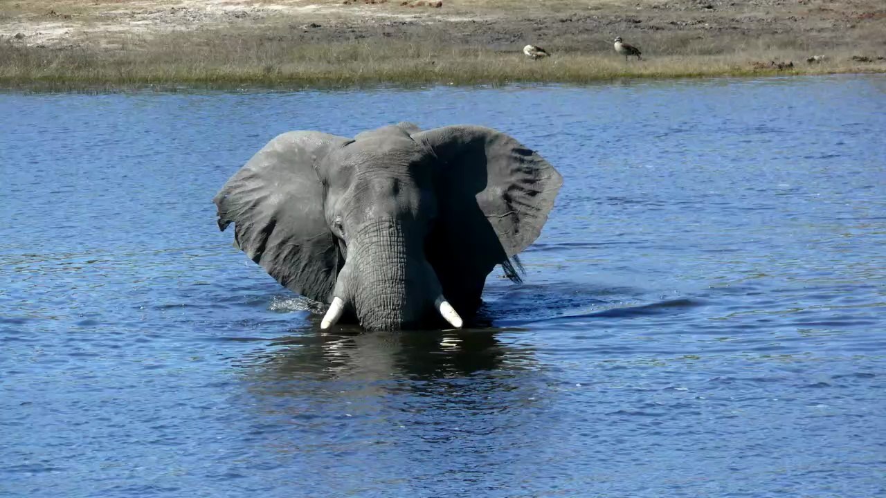 Chobe 2025