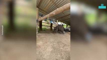 Baby Elephant Freaks Out After Close Encounter With Chicken