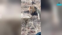 Lion and Lioness Clash in Dramatic Standoff Over Zebra Hunt