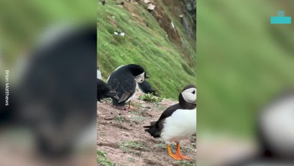 Playful Puffin Takes a Bite Out of Trousers