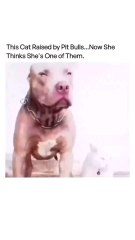 who says cats and dogs can't be best friends?