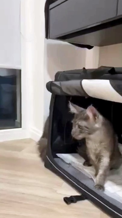From Tiny Kittens to Big Fluffy Giants! 🐱💖 (Their First Day Home!) #cat #kitty #littlecats #cats #cutecats #cuteanimals #funnycats #funnyanimals #viralcats #viralvideo #catsofdailymotion #dailymotioncats #fyp #catbaby