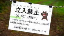 Immer mehr tödliche Bärenangriffe in Japan