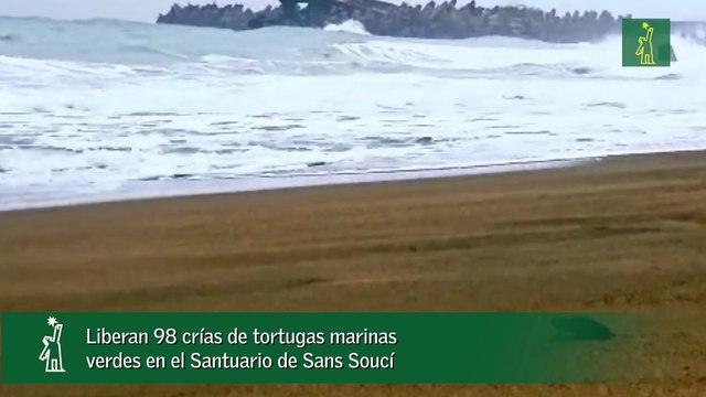 Liberan 98 crías de tortugas marinas verdes en el Santuario de Sans Soucí