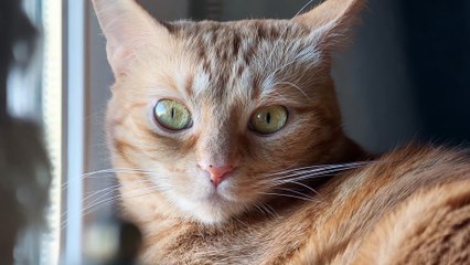 Vídeo teleconvertidor OPPO Find X9 Pro