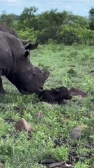 🔥 Cape buffalo mom steps aside to allow rhinos to welcome her newborn into the world 🔥