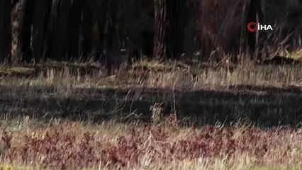 Bingöl’de yiyecek arayan kızıl tilki objektife takıldı