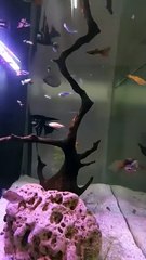 #PlantationTank #aquarium  #guppy #guppyfish #angelfishLets See The World Youtube @AbdulKhan-zg4bd (1)