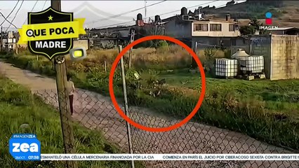 Perros atacan a mujer que caminaba en San Pablo Autopan, Toluca | Noticias con Francisco Zea