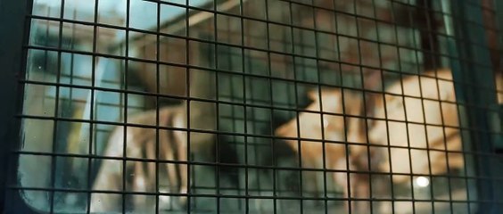 Radheyaa - Teaser Ajai Rao Sonal Monteiro Dhanya Balakrishna VedaGuru NMK Cinemas