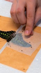 Amazing craft made from wood and butterflies! 🦋