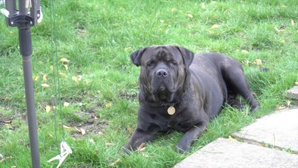 New Renter's Rights Bill makes it easier for tenants to own pets