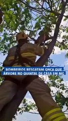 Bombeiros resgatam onça em árvore em quintal de casa em MG
