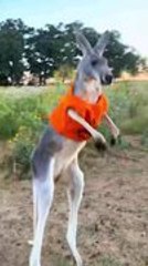 Kangaroo Wears Festive Pumpkin Sweater