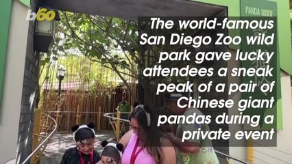 Welcome to Your New Home! These Pandas Are Making a Splash at the San Diego Zoo