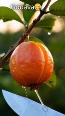 Guava 😋 Cutting 👀 | ASMR Fruit Cutting 🍈 | Super Satisfying Knife Cut  #ASMR #FruitCutting #Guava #SatisfyingVideo #KnifeCutting #AICutting #Shorts