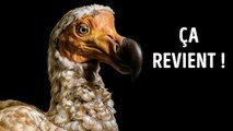 Ils ramènent l'oiseau dodo - pour de vrai cette fois