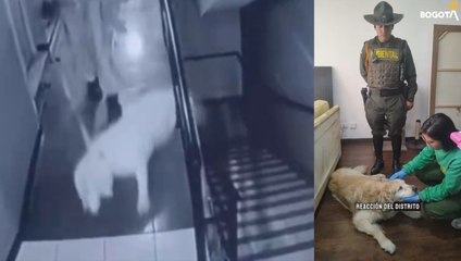 Samanta fue víctima de maltrato y fue rescatada