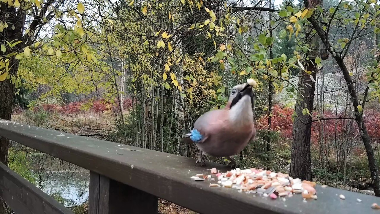 Eurasian Jays, Blackbirds and Tits Feeding in the Backyard