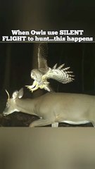 When Owls use their Silent flight to hunt...This happens