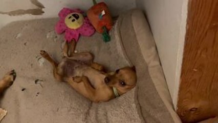 Dog Cutely Tries to Avoid Going to Bed