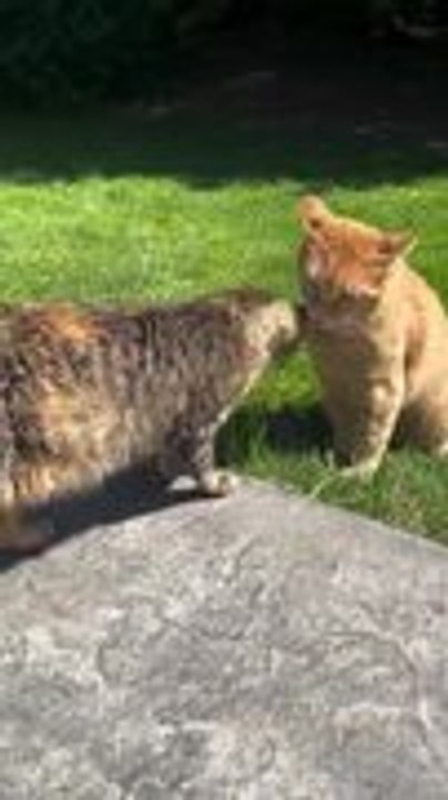 Cat Adorably Welcomes Rescued Cat With Kisses