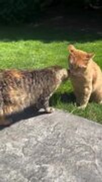 Cat Adorably Welcomes Rescued Cat With Kisses