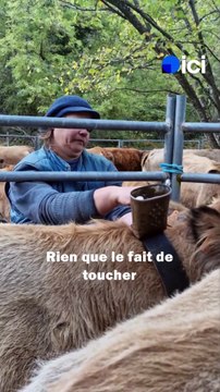 Ces éleveurs catalans frappés par la dermatose bovine retirent les colliers des bêtes avant l'abattage