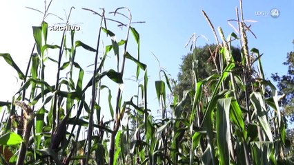 Sader dispuesta a ayudar a maiceros a comercializar, buscan más alternativas