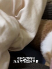 The most relaxing cat purring sound ever 🐱💞 | Cute orange cat moments