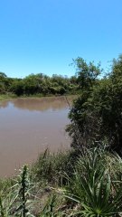 Pescando en el arroyo al papá de los bagres moncholos 🎣😱