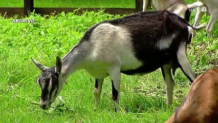 Ganaderos de Jalisco se suman a las protestas de productores de maíz