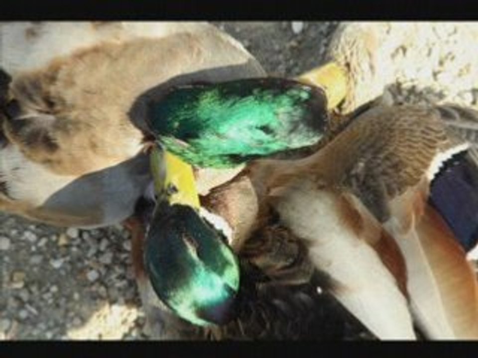 Histoires de canards