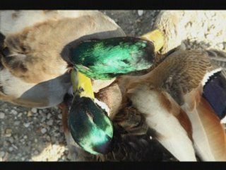 Histoires de canards