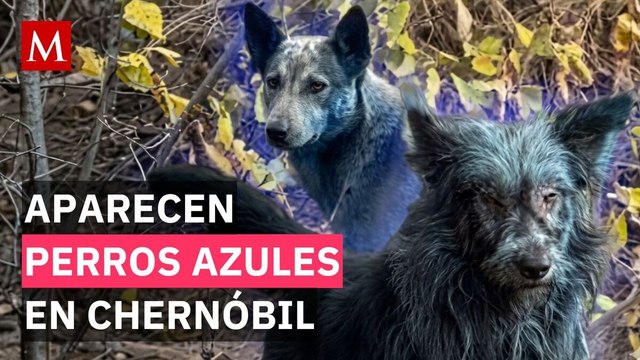 Perros azules en Chernóbil: cuidadores descubren un misterioso fenómeno en la zona prohibida