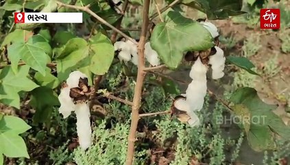 ભરૂચ : કપાસના પાકને કમોસમી વરસાદનો માર, ધરતીપુત્રોએ કરી સહાય માટે સરકારને વિનંતી