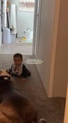 Dog Bursts With Excitement at Sight of His Baby Brother Crawling
