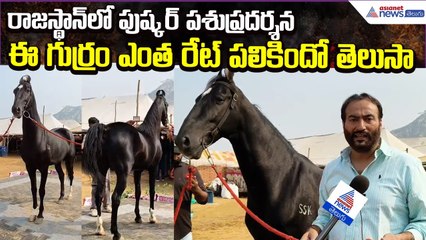 Pushkar Cattle Fair in Rajasthan: ఈ గుర్రం ఎంత రేట్ పలికిందో తెలుసా | Horse | Asianet News Telugu