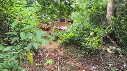 Plantation Road Repair with D6R XL Bulldozer Precision in the Plantation