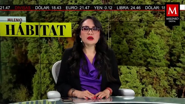 Comunidades costeras del Golfo de México afectadas por actividad petrolera | Milenio Hábitat