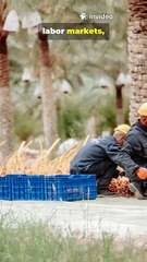 #MediterraneanMigration #HumanitarianCrisis #LibyaTragedy #GlobalFlows #MigrationRisk