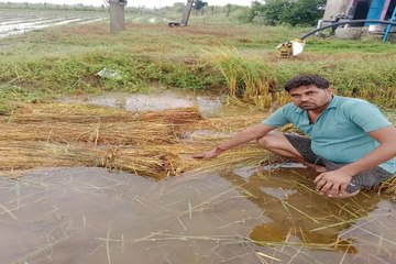 swn: बेमौसम बरसात ने छीनी धरतीपुत्रों की मुस्कान, धान की फसल तबाह