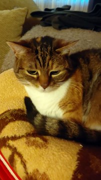 Good Morning! This Cat Woke Up With a Plan... Sleep More 😻💡#cats #cat #shorts #funny #funnycats #funnyanimals #funniestcats #cutecats #Cuteanimals #goodmorning #morning #plan #viralcats #viralvideo #fyp