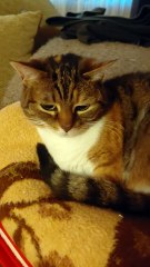 Good Morning! This Cat Woke Up With a Plan...  Sleep More 😻💡#cats #cat #shorts #funny #funnycats #funnyanimals #funniestcats #cutecats #Cuteanimals #goodmorning #morning #plan #viralcats #viralvideo #fyp