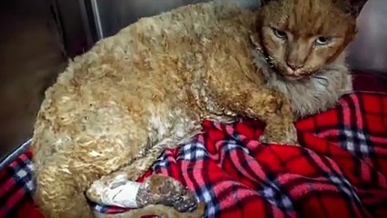 The Fire Cats: Save Something Small | movie | 2022 | Official Trailer